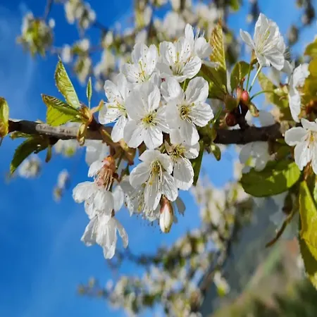 Apartmán Mit Weinbergblick *