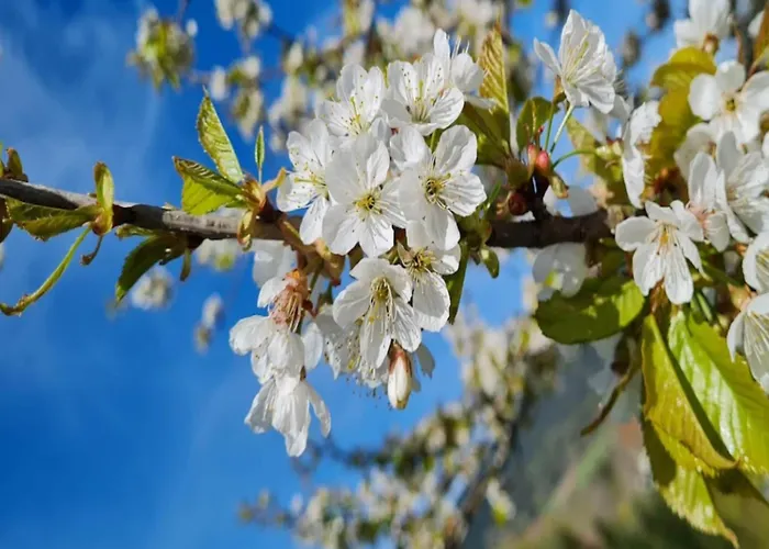 Apartment Mit Weinbergblick *